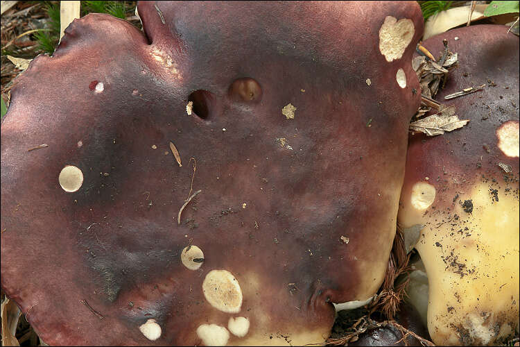 Sivun Russula viscida Kudřna 1928 kuva