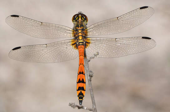 Image of Austrothemis Ris 1909