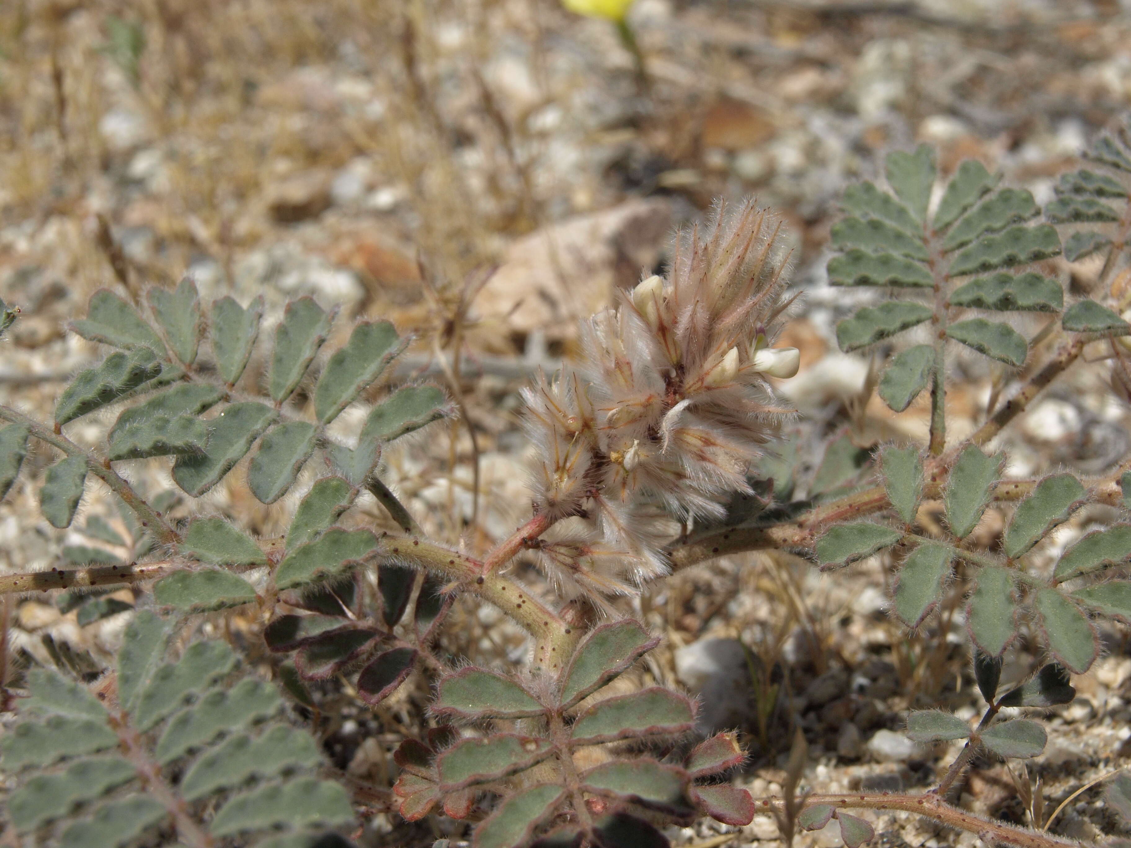 Image of soft prairie clover