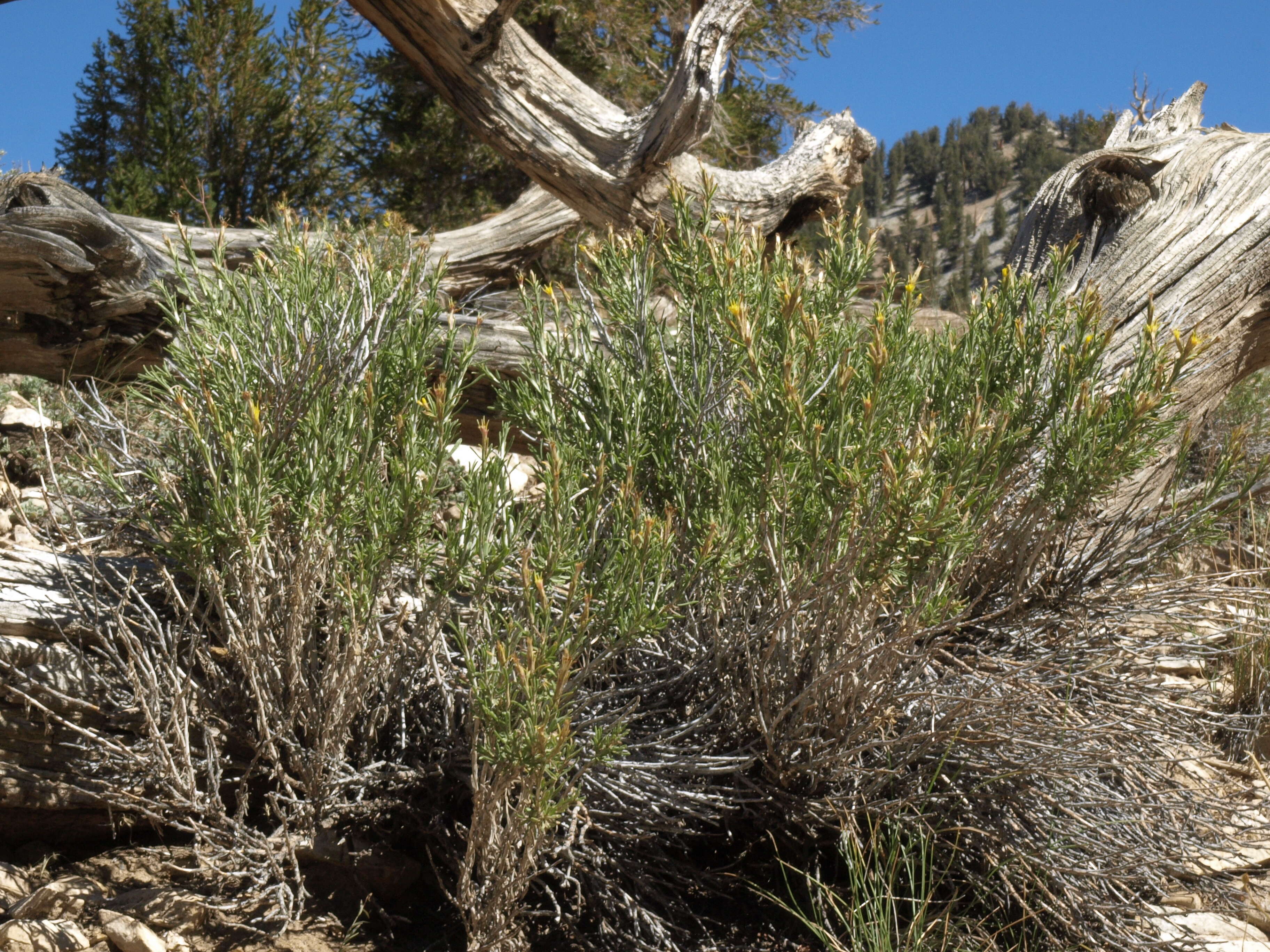 Image of Parry's rabbitbrush
