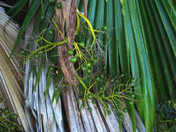 Image of Waianae Range pritchardia