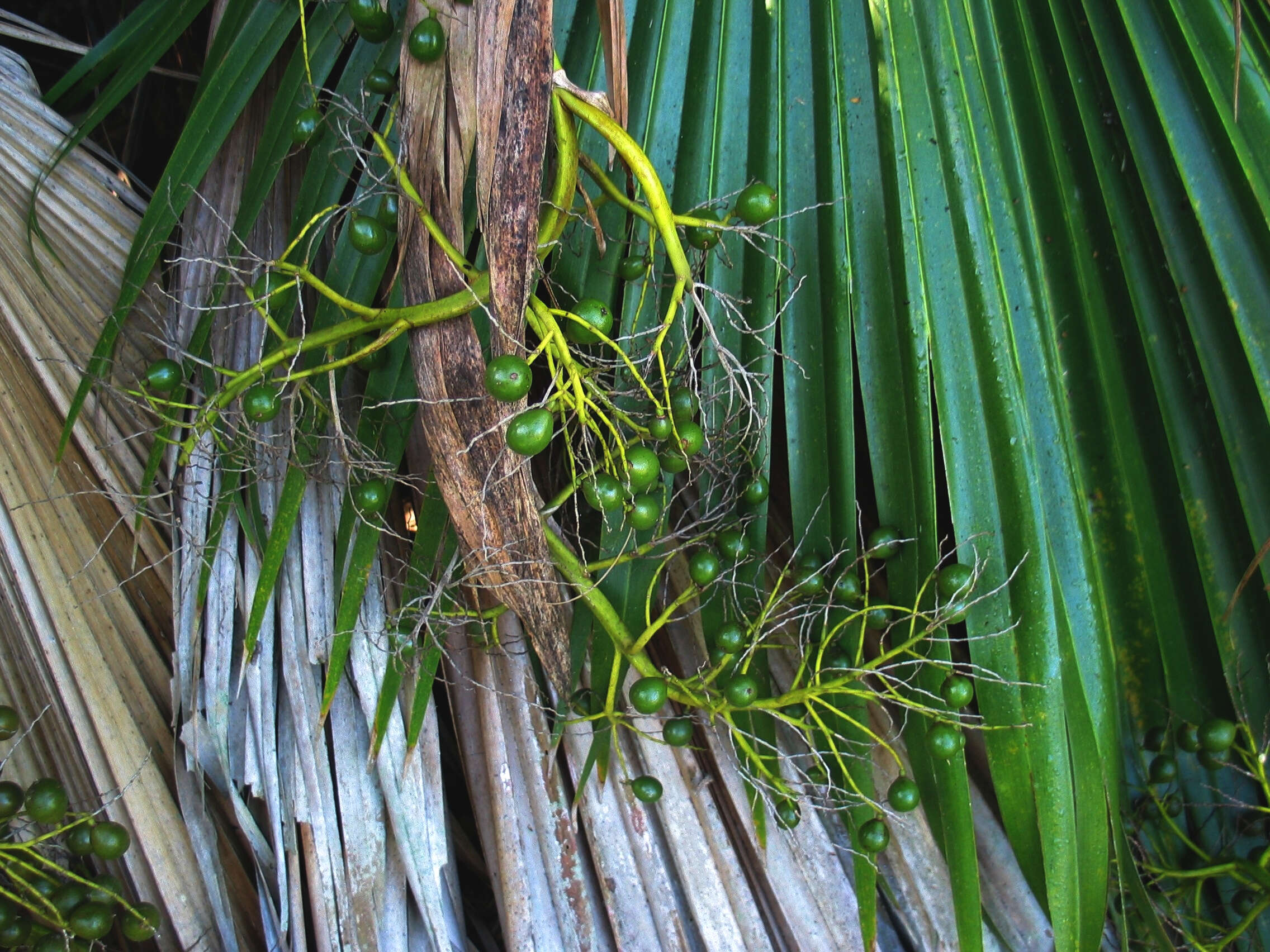 Pritchardia kaalae Rock的圖片