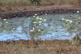 Image of Nymphaea carpentariae S. W. L. Jacobs & Hellq.