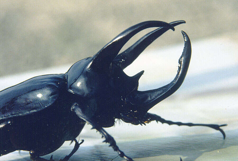 Image of Chalcosoma