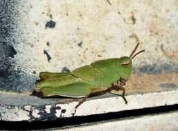 Chortophaga viridifasciata viridifasciata的圖片