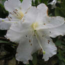 صورة Rhododendron carringtoniae F. Muell.