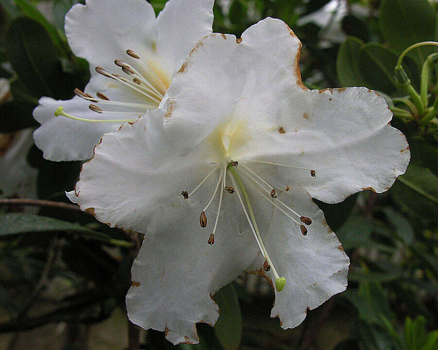 صورة Rhododendron carringtoniae F. Muell.
