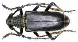 Image of Neoplocaederus scapularis (Fischer-Waldheim 1821)