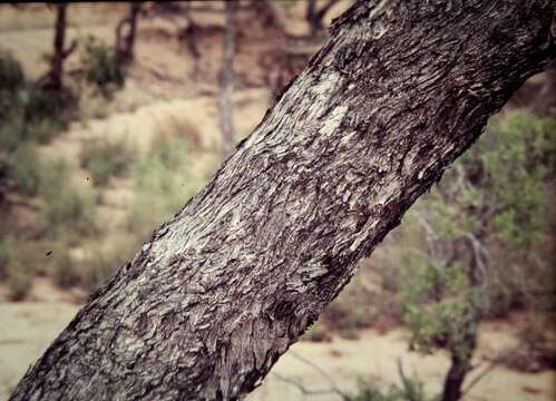 Imagem de Eucalyptus persistens L. A. S. Johnson & K. D. Hill