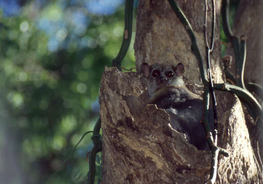 Image of Milne Edwards’s sportive lemur