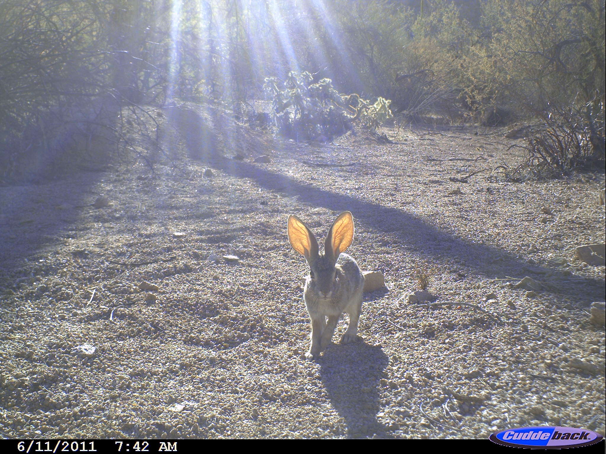 Image of Cottontail rabbit