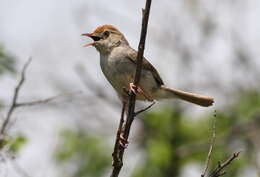 Imagem de Cisticola fulvicapilla (Vieillot 1817)