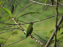 Image of Orange-chinned Parakeet