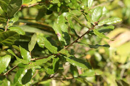 Image of Chapman Oak