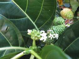 Image of Indian mulberry