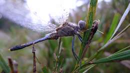 Image of Skimmers (Dragonflies)