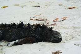 Image of marine iguana