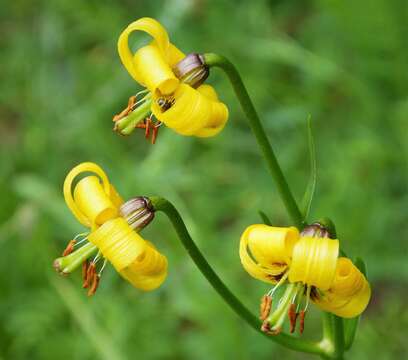 Lilium albanicum Griseb.的圖片