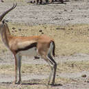 Image of Thomson's gazelle