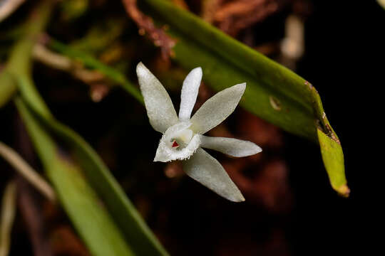 Imagem de Thrixspermum clavatum (J. Koenig) Garay