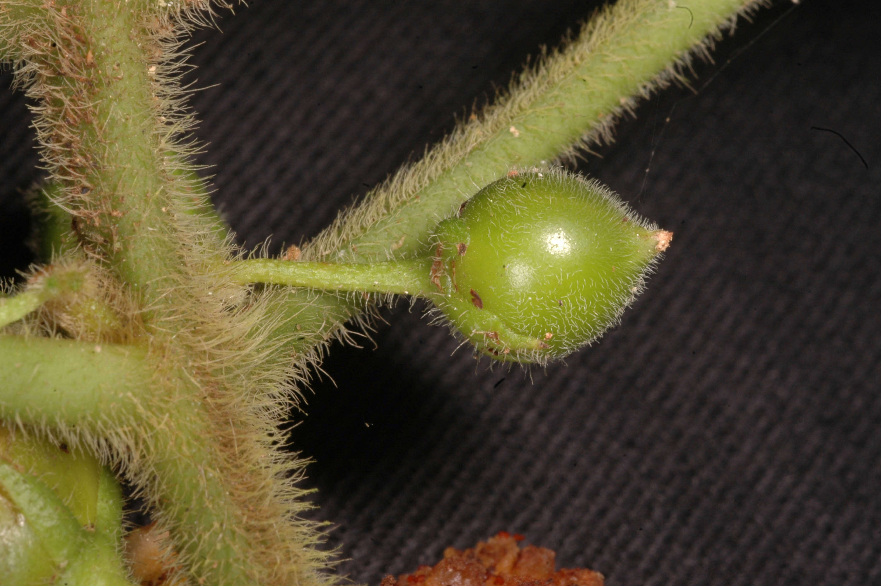 Image of Besleria sprucei Britton ex Rusby