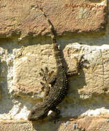 Image of American Wall Gecko