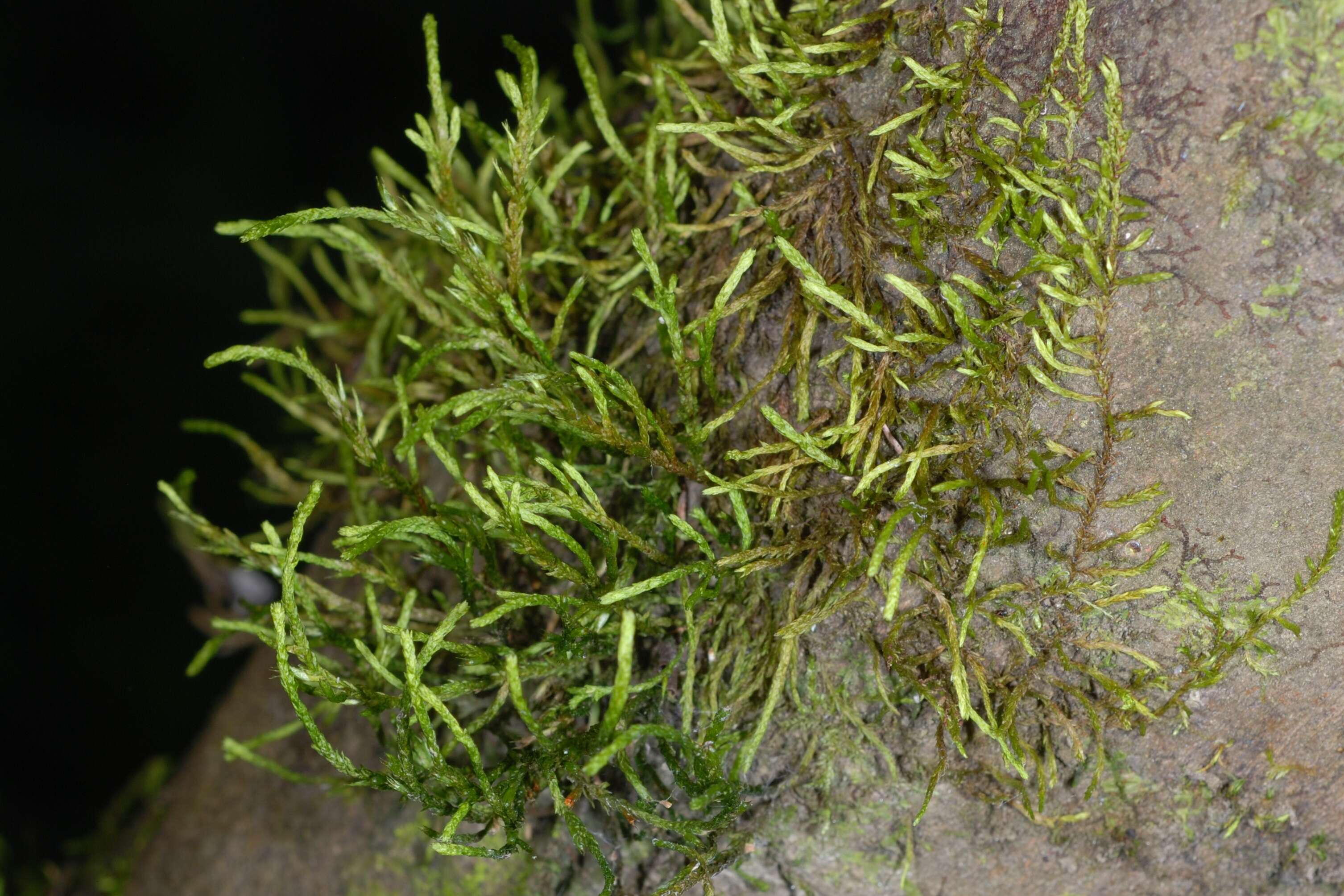 Image of cryphaea moss