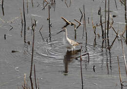 Image of Greater Yellowlegs