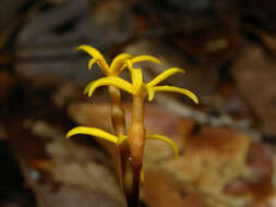 Image of ghostplant