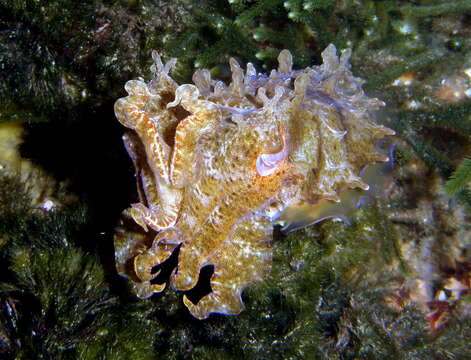 Image of Giant Australian Cuttlefish