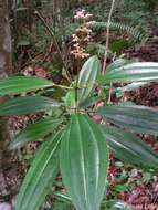 Image of Miconia ciliata (L. Rich.) DC.