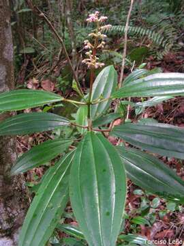 Слика од Miconia ciliata (L. Rich.) DC.