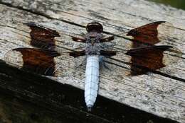 Image of Plathemis lydia