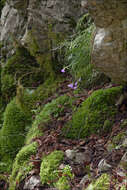 Image of Campanula carnica subsp. carnica