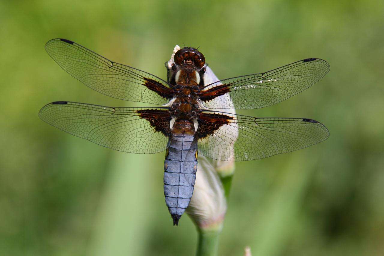 Image of Broad-bodied chaser