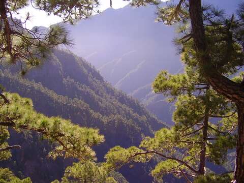 Image of Canary Island pine