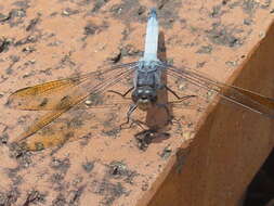 Image of Skimmers (Dragonflies)