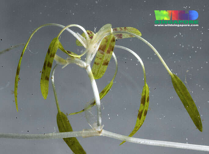 Image of seagrass