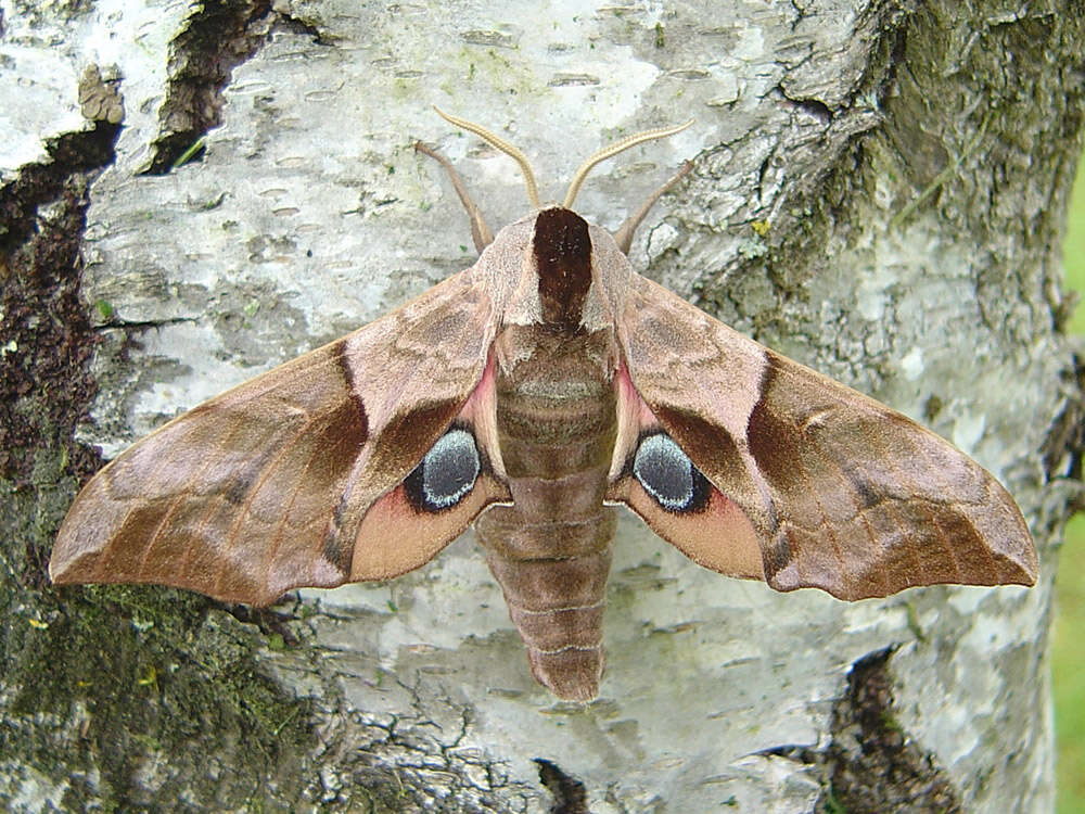 Image of Smerinthus ocellata (Linnaeus 1758)