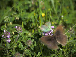 Plancia ëd Callophrys rubi (Linnaeus 1758)