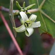 Image of Manihot peltata Pohl