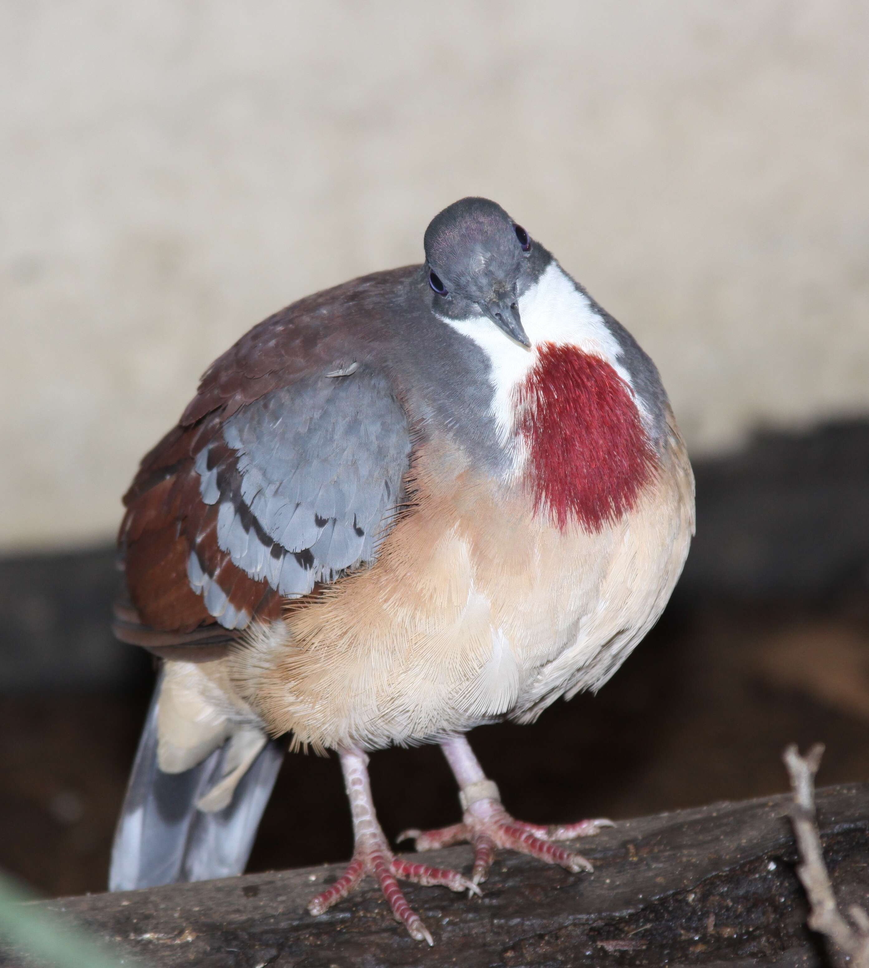 Image of Mindanao Bleeding-heart