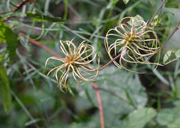 Image of Magnoliophyta