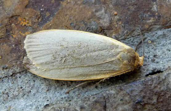 Image of dingy footman