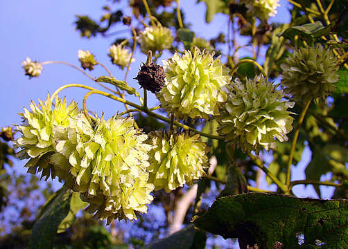 Image of Montanoa grandiflora (DC.) Hemsl.