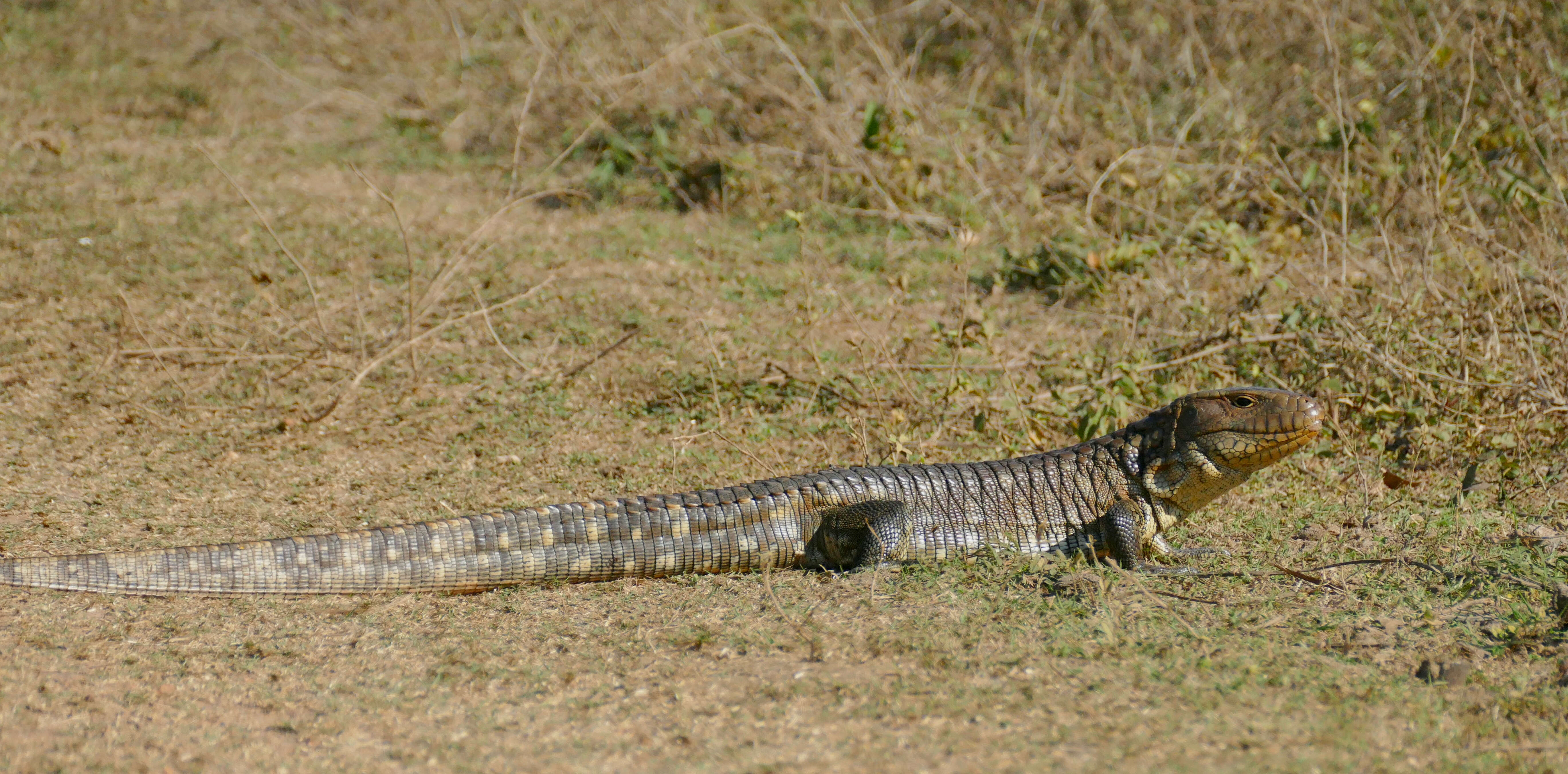 Image of Paraguay Caiman Lizard