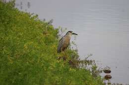 Image of Night Herons