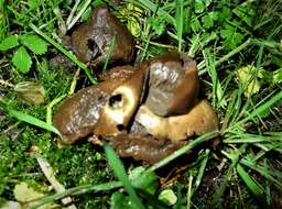 Image of Collared Earthstar