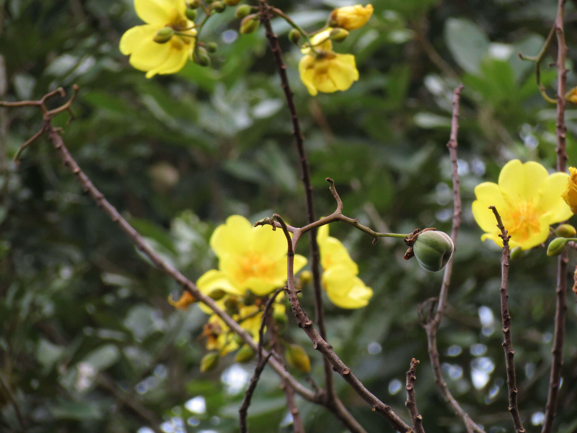 Image of cochlospermum