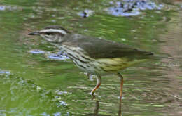 Image of Louisiana Waterthrush